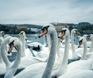 a group of swans