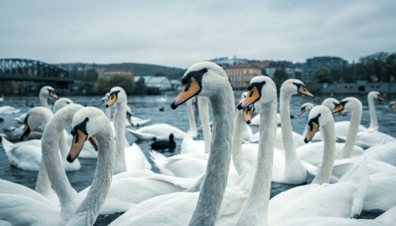 a group of swans