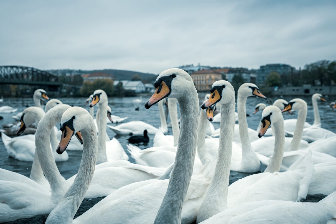 a group of swans